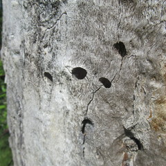 Melanerpes carolinus