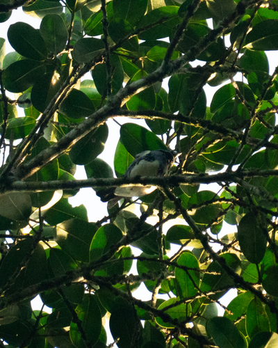 Turquoise Tanager (Tangara mexicana), photo 2