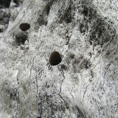 Melanerpes carolinus