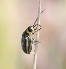 Trirhabda sericotrachyla