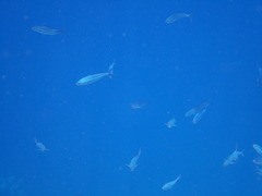 Caesio striata