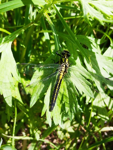 Common Clubtail