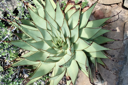 Aloe broomii