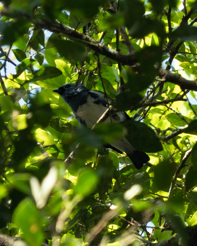 White-bellied Tanager (Tangara brasiliensis), photo 8