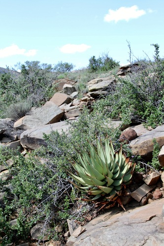 Aloe broomii, photograph 1