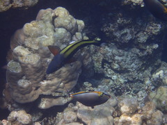 Cetoscarus bicolor