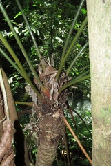 Zamia fairchildiana