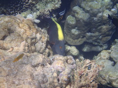 Cetoscarus bicolor