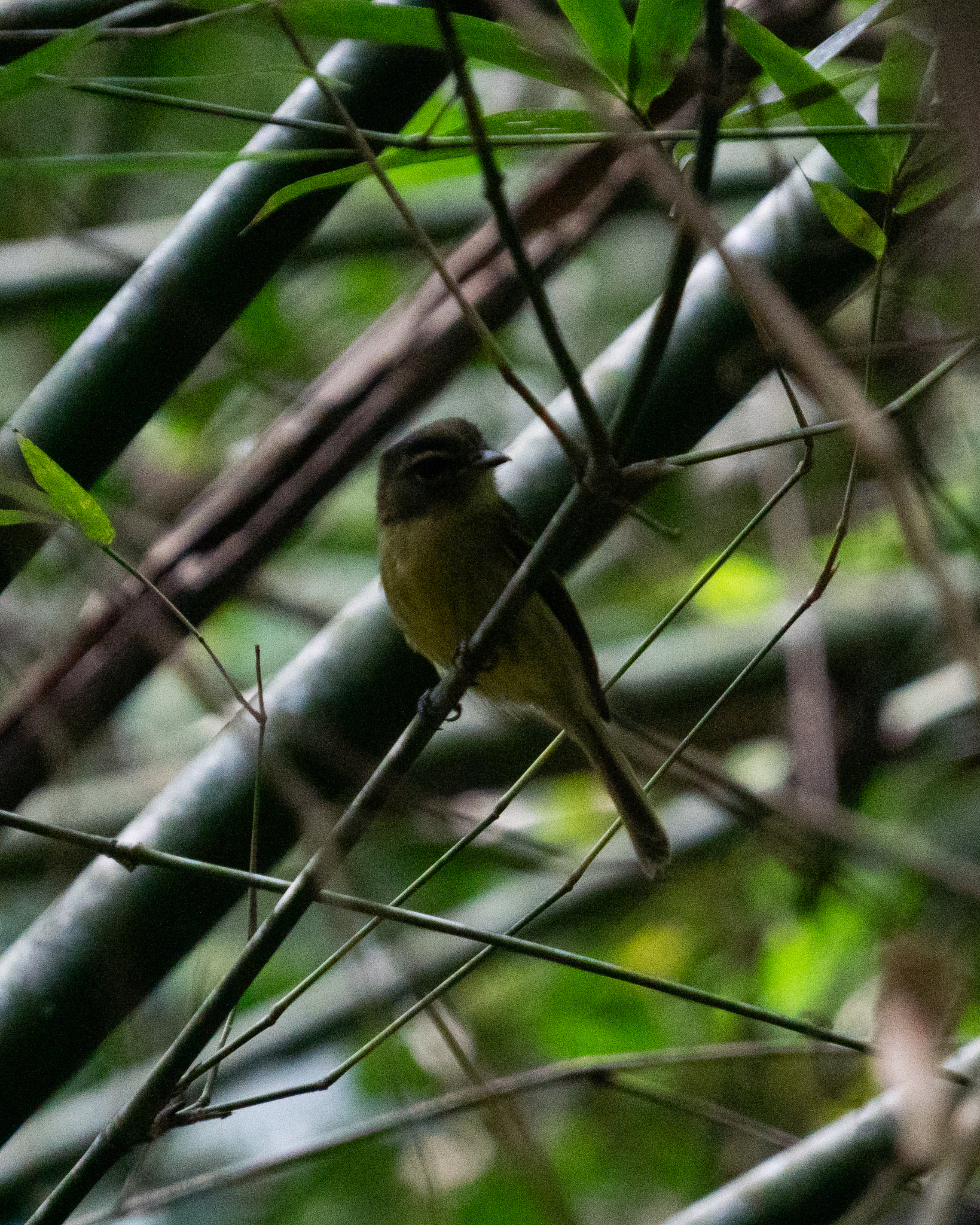 Large-headed Flatbill (Ramphotrigon megacephalum), photo 5