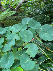 author not stated, no rights reserved Homalanthus fastuosus, photograph author not stated, no rights reserved