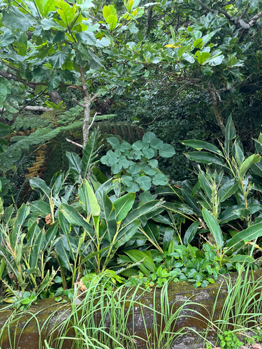 Homalanthus fastuosus, photograph 5