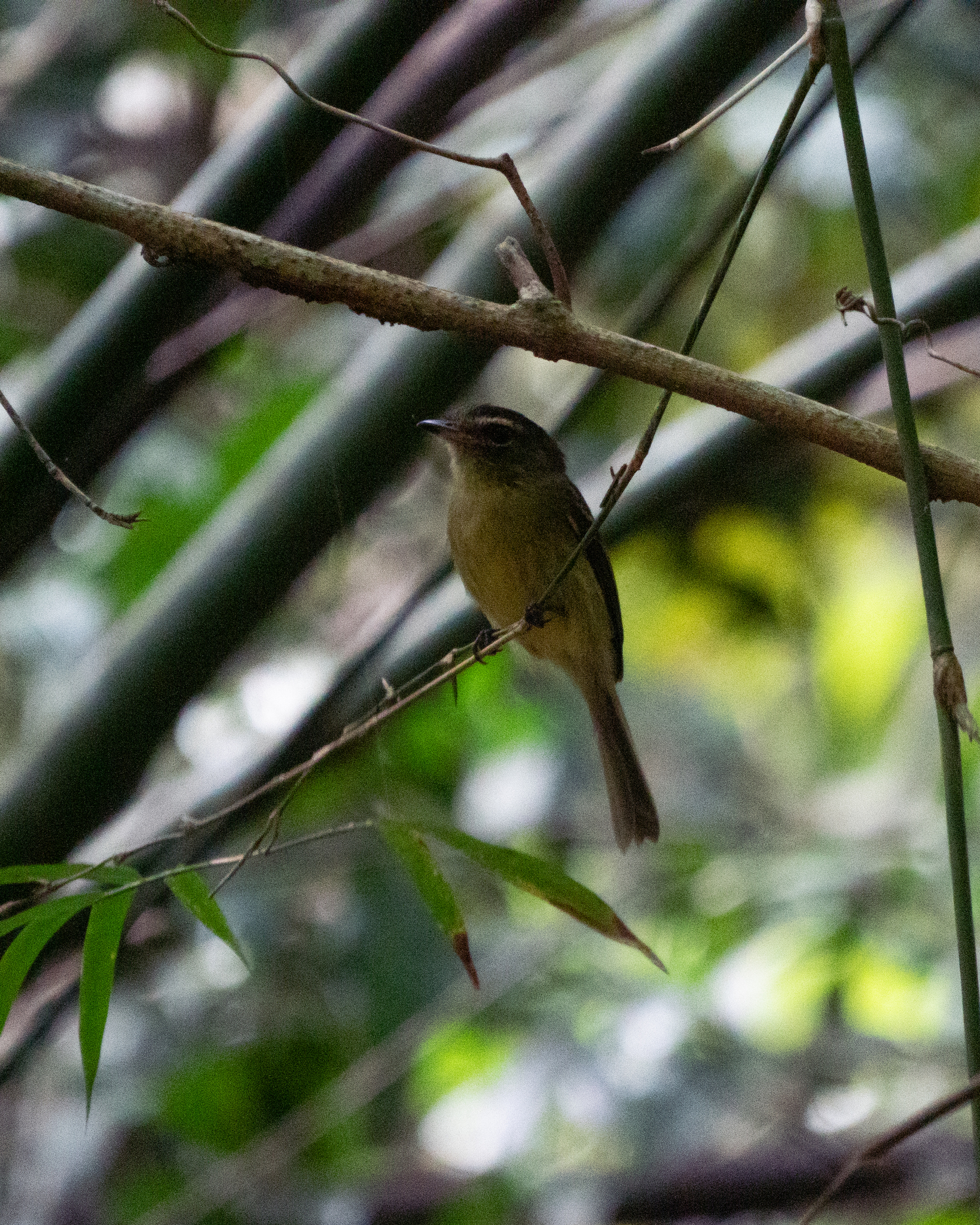 Large-headed Flatbill (Ramphotrigon megacephalum), photo 4