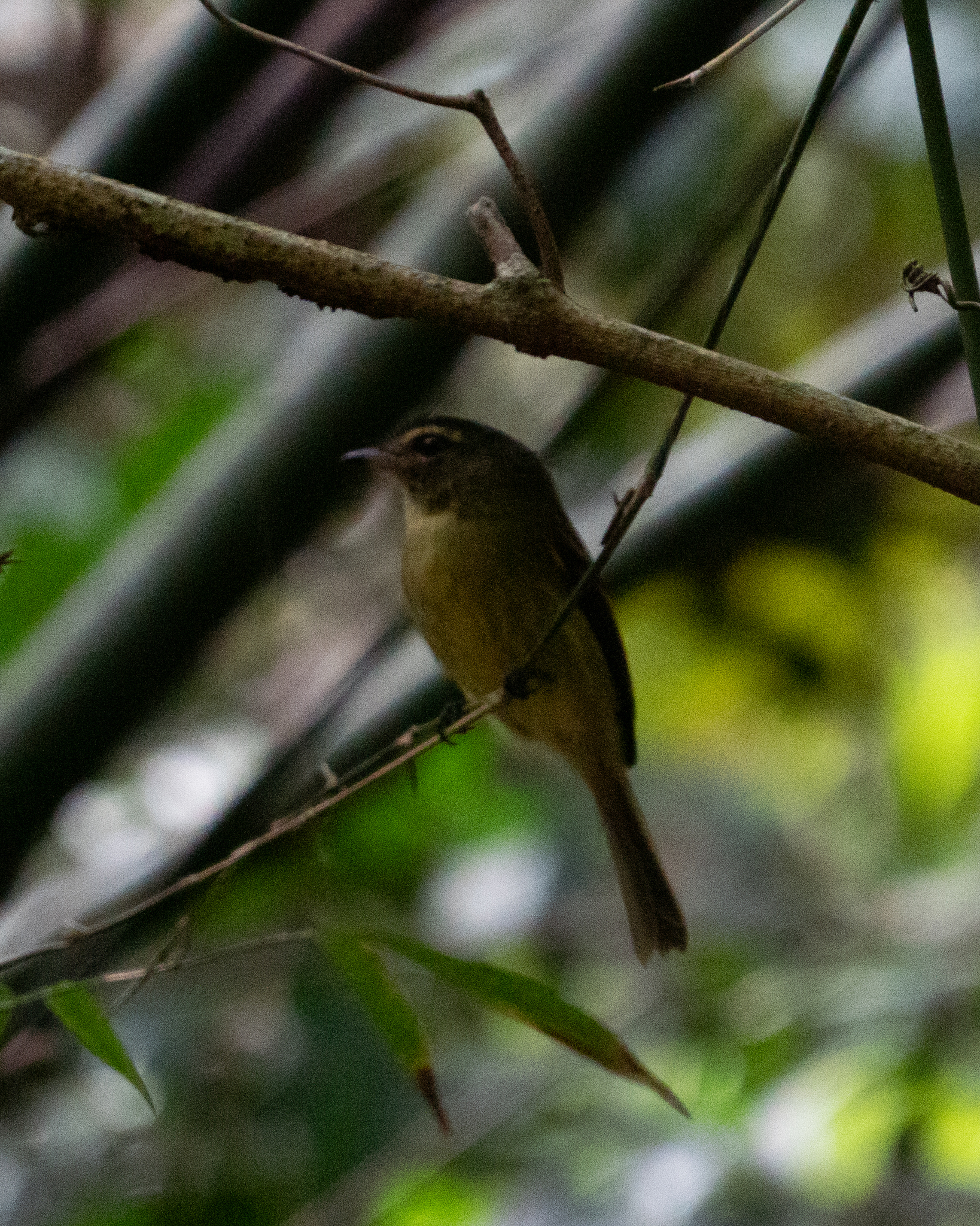 Large-headed Flatbill (Ramphotrigon megacephalum), photo 6