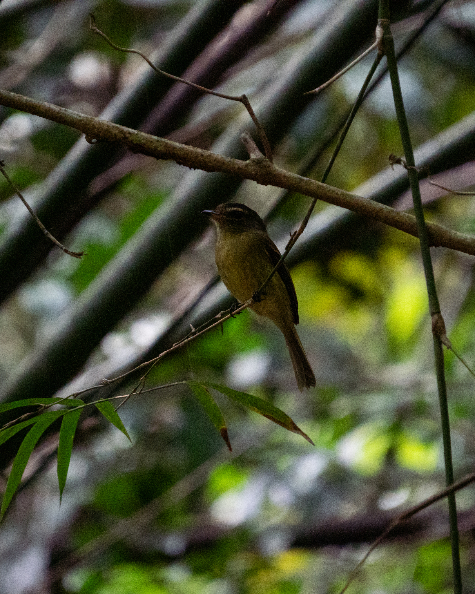 Large-headed Flatbill (Ramphotrigon megacephalum), photo 7