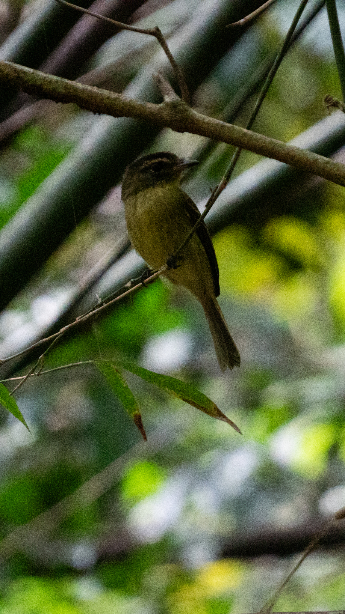Large-headed Flatbill (Ramphotrigon megacephalum), photo 9