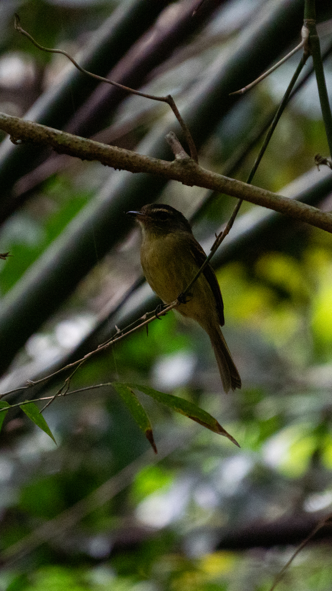 Large-headed Flatbill (Ramphotrigon megacephalum), photo 8