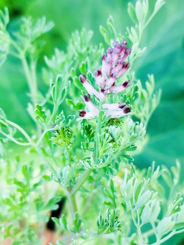 Schleicher's fumitory