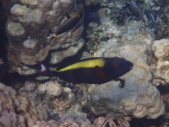 Cetoscarus bicolor