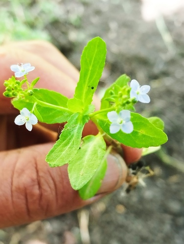 Brooklime
