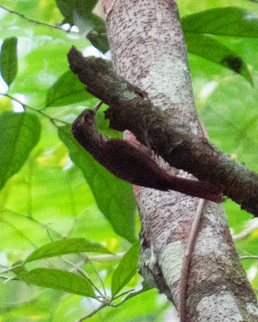 Lesser Woodcreeper (Xiphorhynchus fuscus), photo 10