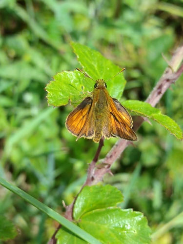 Large Skipper