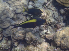 Cetoscarus bicolor