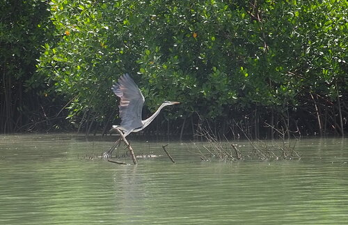 Grey Heron