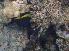 Cetoscarus bicolor