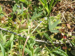Trifolium oliganthum