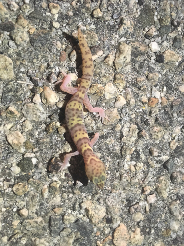 iNaturalist observation photo of Desert Banded Gecko