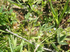 Trifolium oliganthum