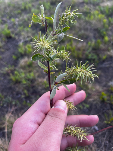 bebb's willow