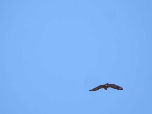 Cinereous Vulture