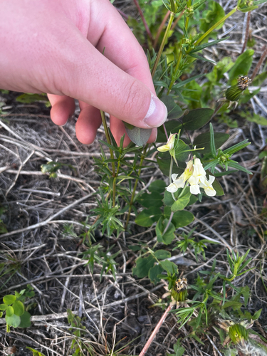 pale vetchling