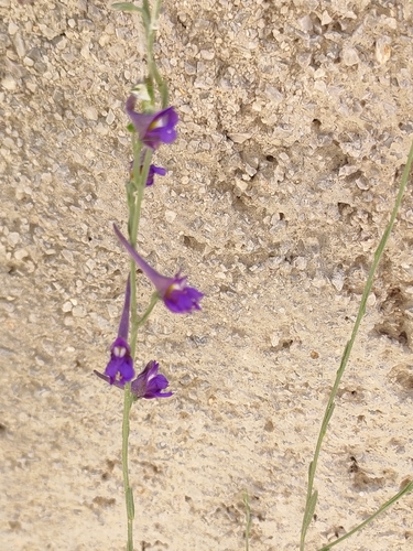 Delphinium halteratum