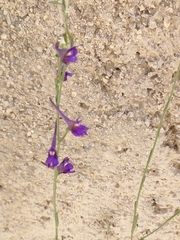 Delphinium halteratum