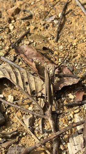 Silent Slant-Faced Grasshopper