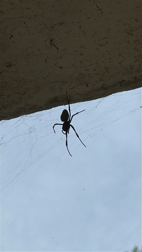 Asian Hermit Spider