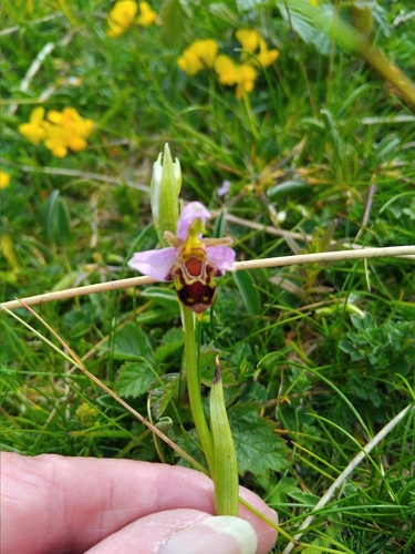 Bee Orchid