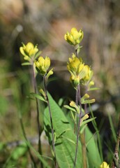 Castilleja kraliana