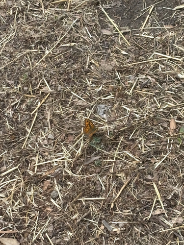 Wall Brown
