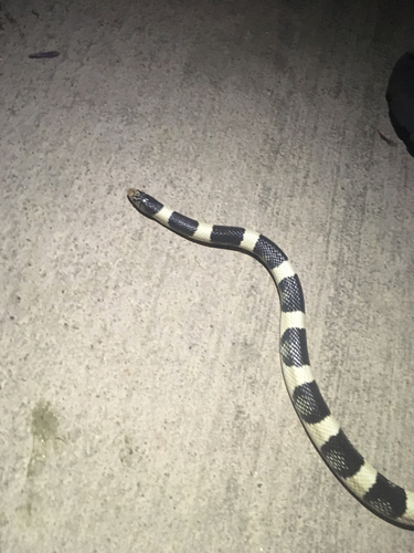 iNaturalist observation photo of Long-nosed Snake