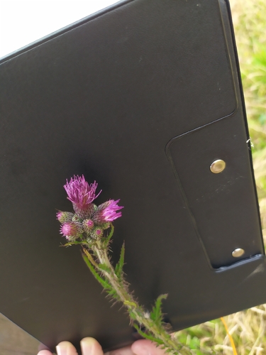 Marsh Thistle
