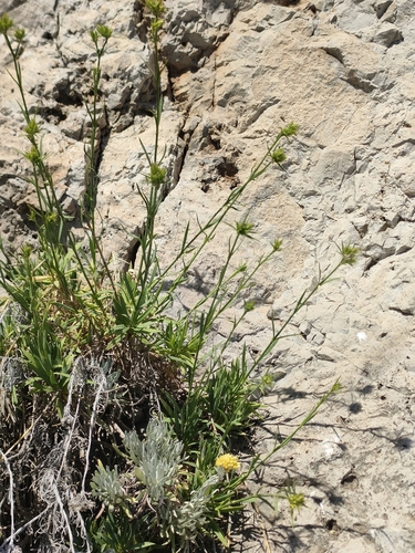 Dianthus rupicola, photograph 2