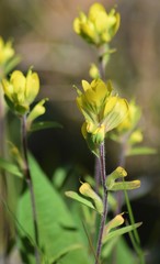 Castilleja kraliana