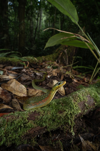 Hainan Keelback