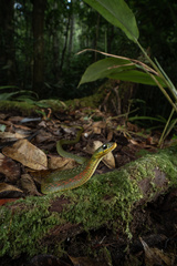 Hainan Island Keelback Snake photo 2