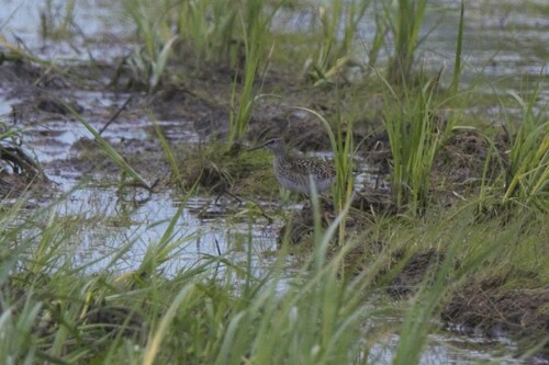 iNaturalist: (c) Александр Кочетков, some rights reserved (CC BY-NC), uploaded by Александр Кочетков iNaturalist image