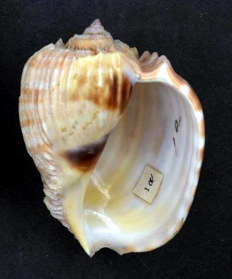 Harpinae