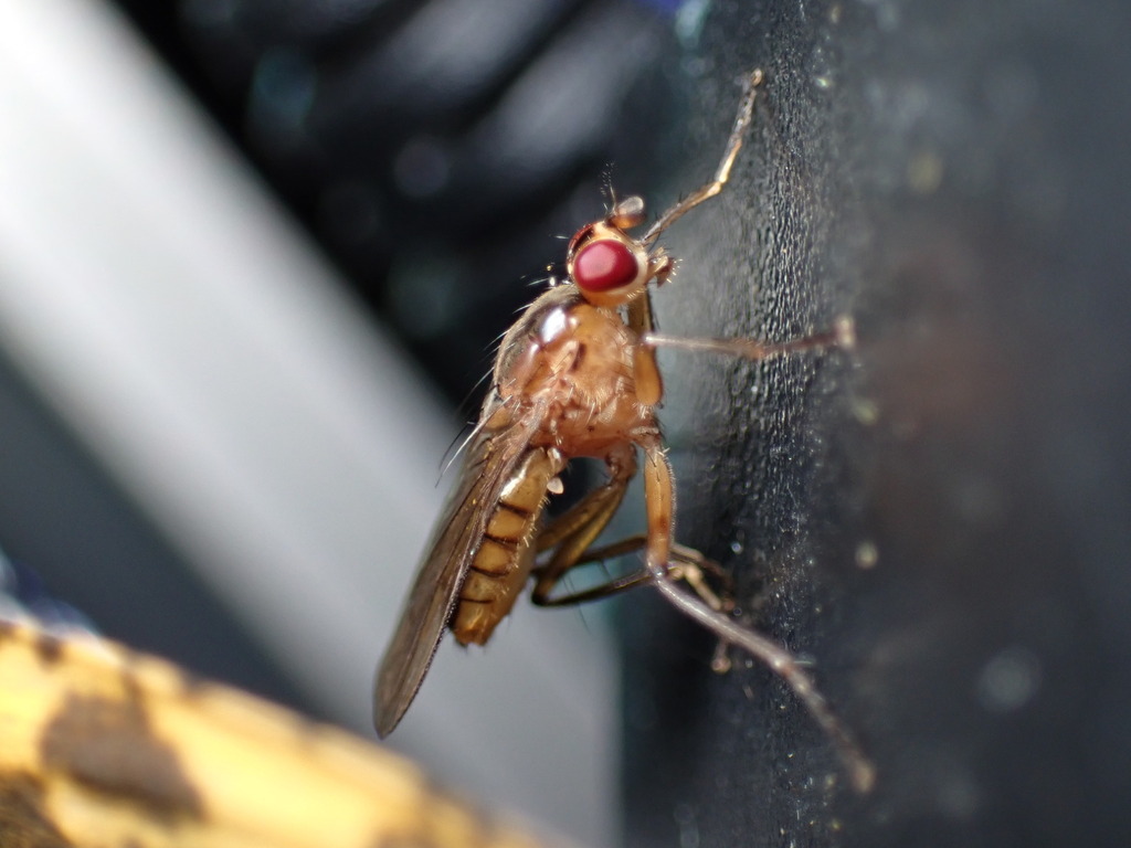 Megaphthalma longicornis